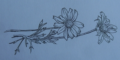 Daisies