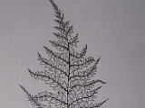 Fern.JPG