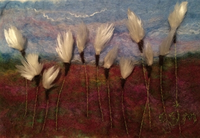 Cottongrass