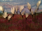 Cottongrass.JPG