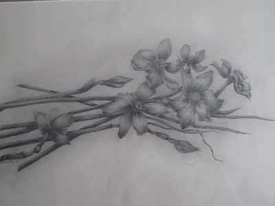 Narcissi - NFS
