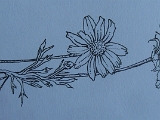 Daisies.JPG