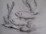 Fish.JPG