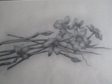 Drawings