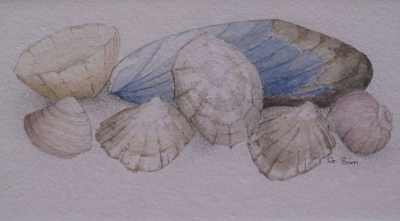 Seashells - SOLD