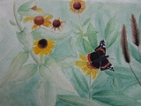 Butterfly.JPG