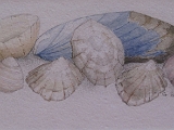 Seashells.jpg