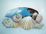 Shells.JPG